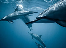 WTA125昂热女单首轮 张帅2-0取胜晋级16强